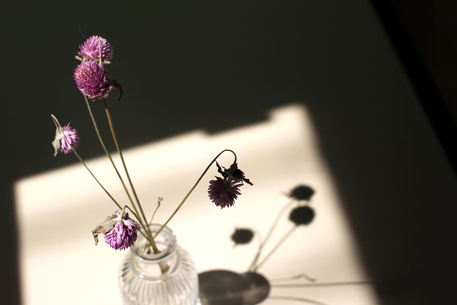 dry flower, globe amaranth, light, shadow, window, flowering plant HD wallpaper