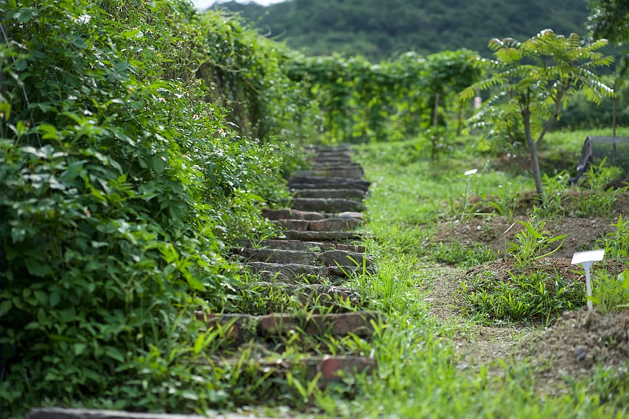 taiwan, toucheng township, vineyard, stone, hedge, path, farm