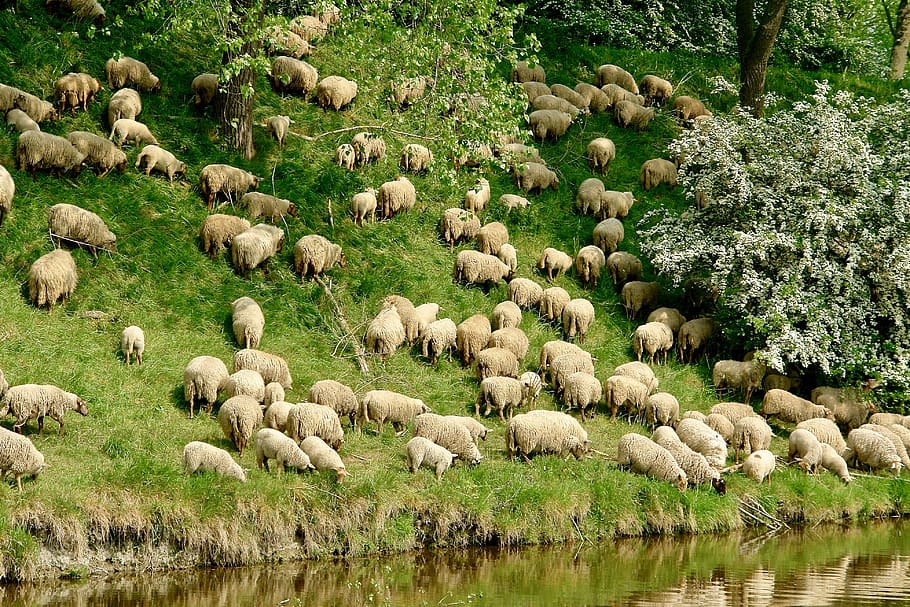 sheep, grassland, dyke, wool, large group of animals, plant HD wallpaper