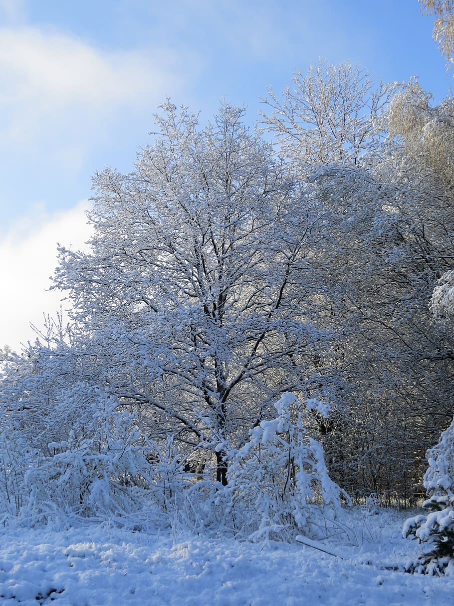 spring snow, frost, cold, tree, idyll, cold temperature, plant HD wallpaper