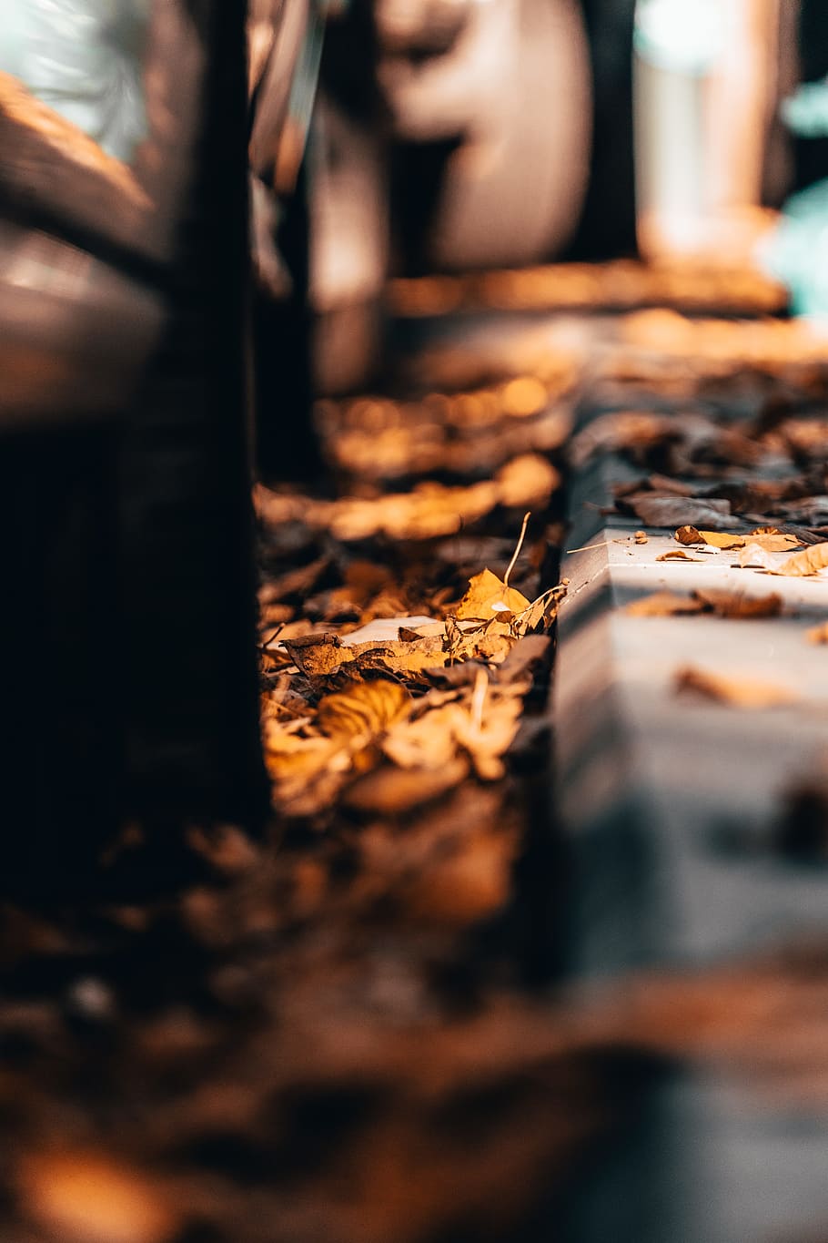 leaf, street, autumn, fall, sunlight, outdoors, pavement, sidewalk HD wallpaper