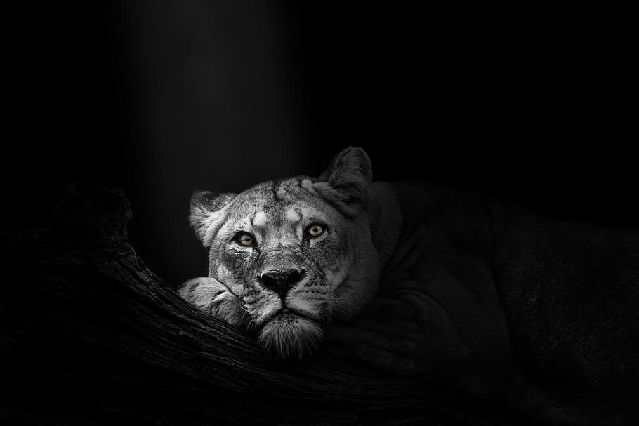 The lioness  Queen of the jungle  rNikon