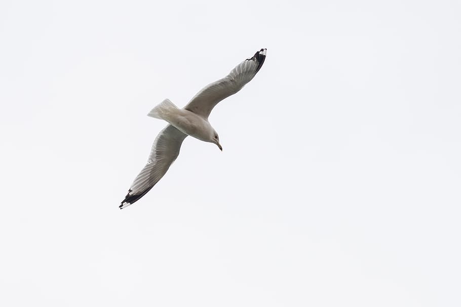 white seagull on flight, animal, bird, flying, beak, waterfowl, HD wallpaper