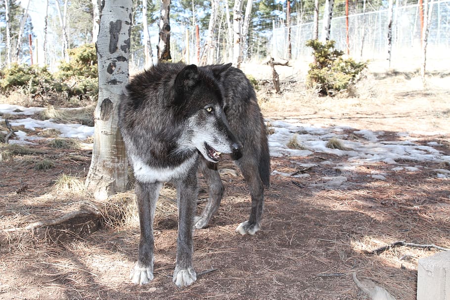 wolf, wolves, one animal, animal themes, mammal, pets, domestic animals HD wallpaper