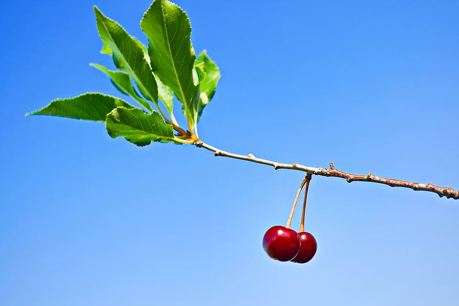 blue, branch, bright, bunch, cherries, close-up, farm, food HD wallpaper