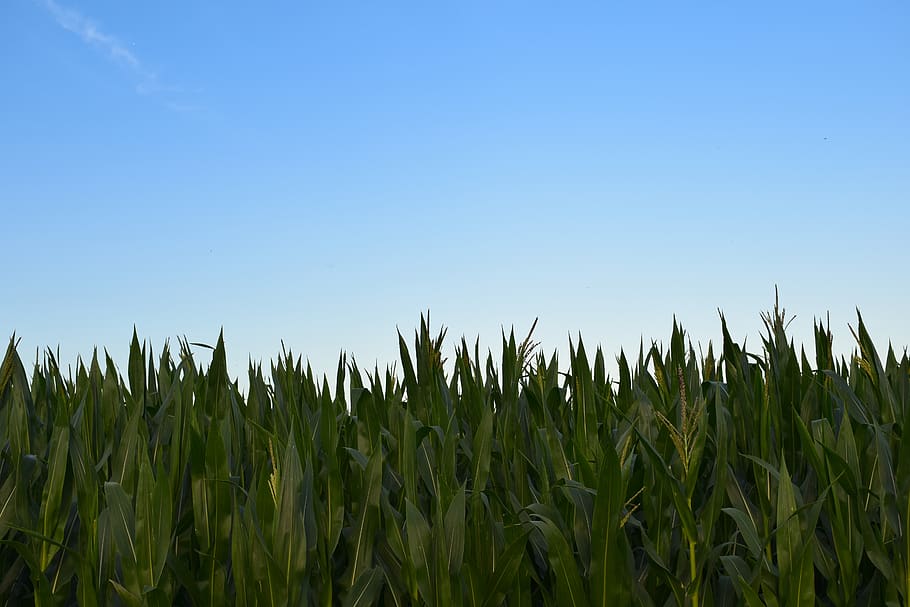 corn, sky, blue, green, minimal, field, growth, agriculture HD wallpaper