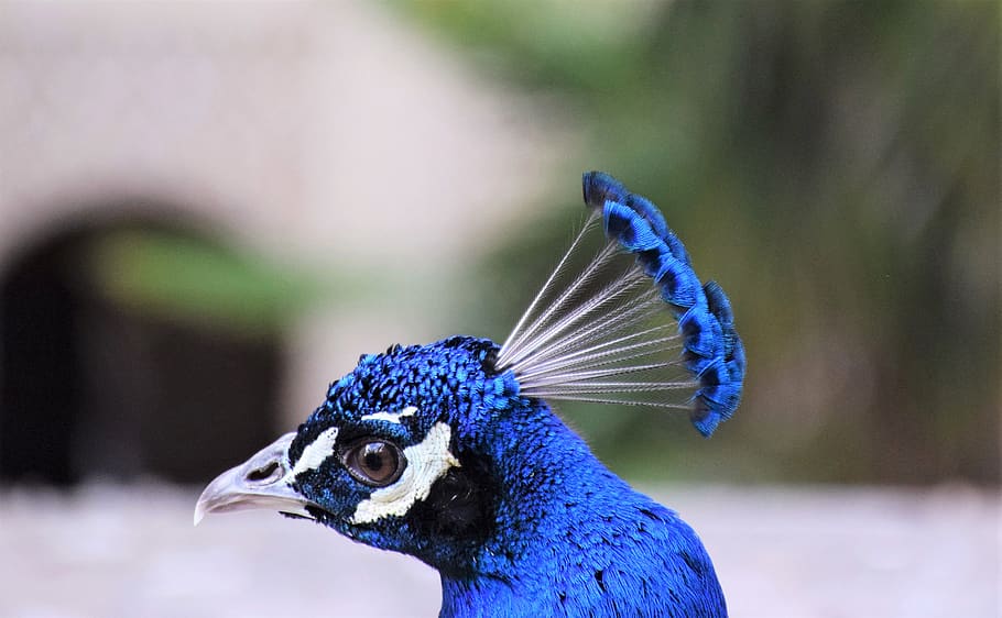 blue and white peacock, bird, animal, alhambra, nature, granada, HD wallpaper