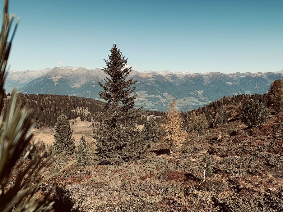 green trees with mountain background, plant, abies, fir, nature HD wallpaper