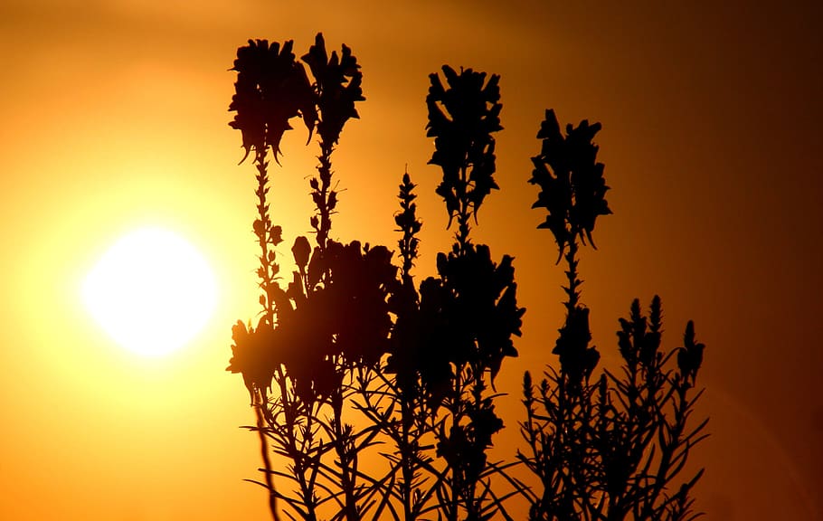 sun, sunset, nature, orange, plants, sky, silhouette, beauty in nature HD wallpaper