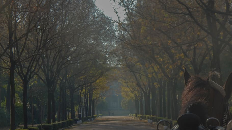 spain, seville, trees, horse, sevilla, road, horsewalking, the way forward HD wallpaper