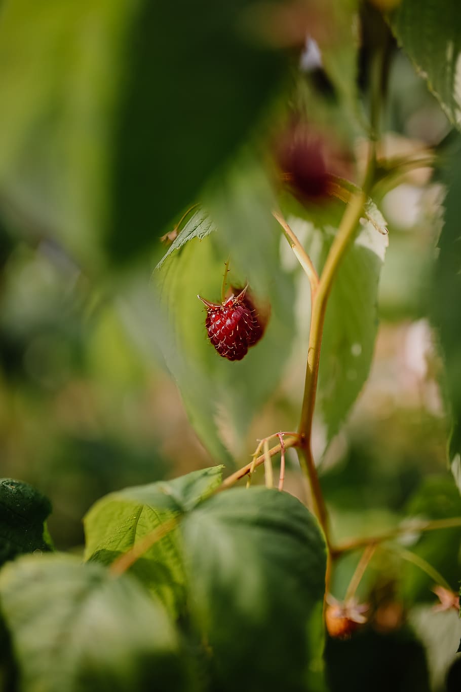 selective focus strawberry fruit, growth, plant, green color HD wallpaper