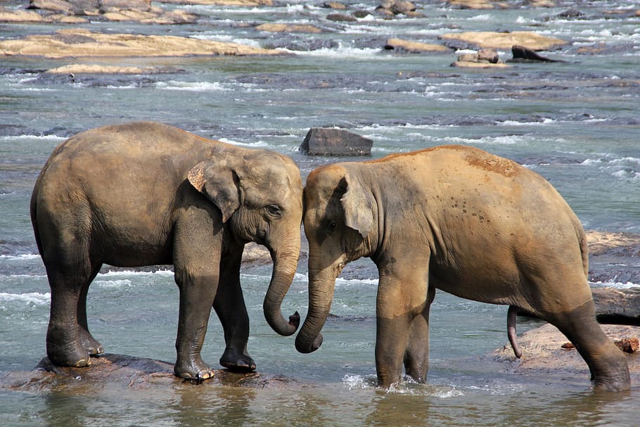 sri lanka, elephants, water, group of animals, animal themes HD wallpaper