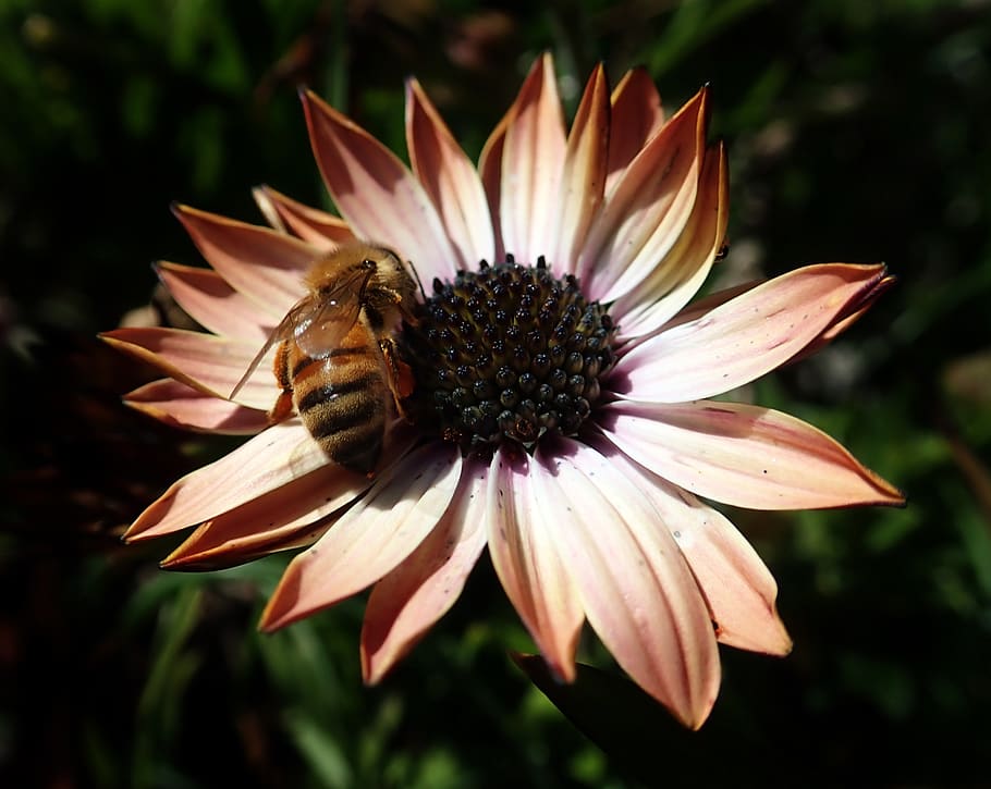 bee, insect, flower, daisy, pollen, nature, flowering plant HD wallpaper