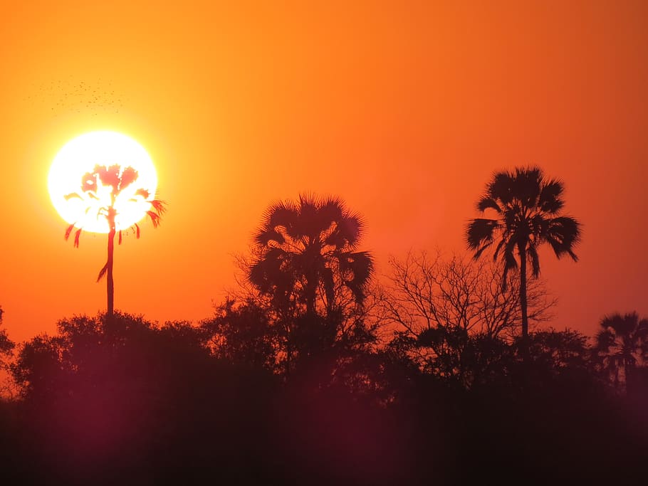zimbabwe, africa, river, sunset, sky, orange color, tree, silhouette