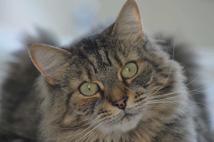 cat, tabby, portrait, pet, animal, fur, cute, sweet, feline HD wallpaper