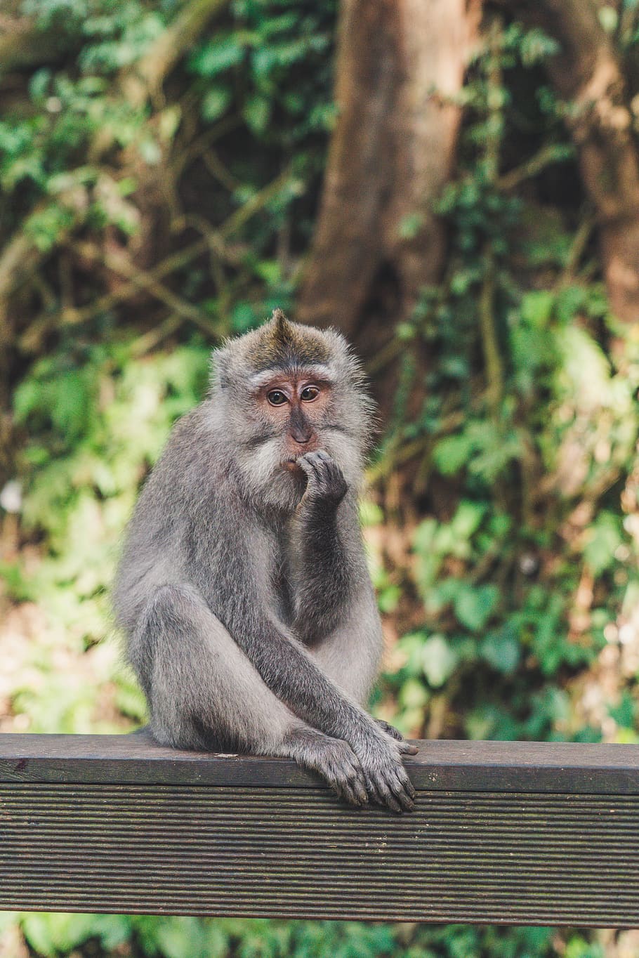 gray monkey under sunny sky, animal, wildlife, mammal, jalan monkey forest HD wallpaper