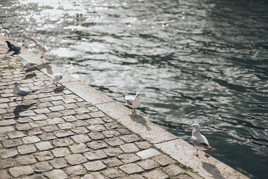 Seagulls on Concrete Block, beach, cobblestones, daylight, ocean HD wallpaper