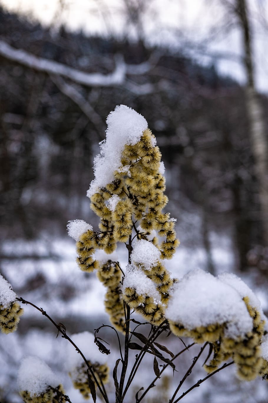 austria, enns (river), öblarn, flower, macro, snow, nature HD wallpaper