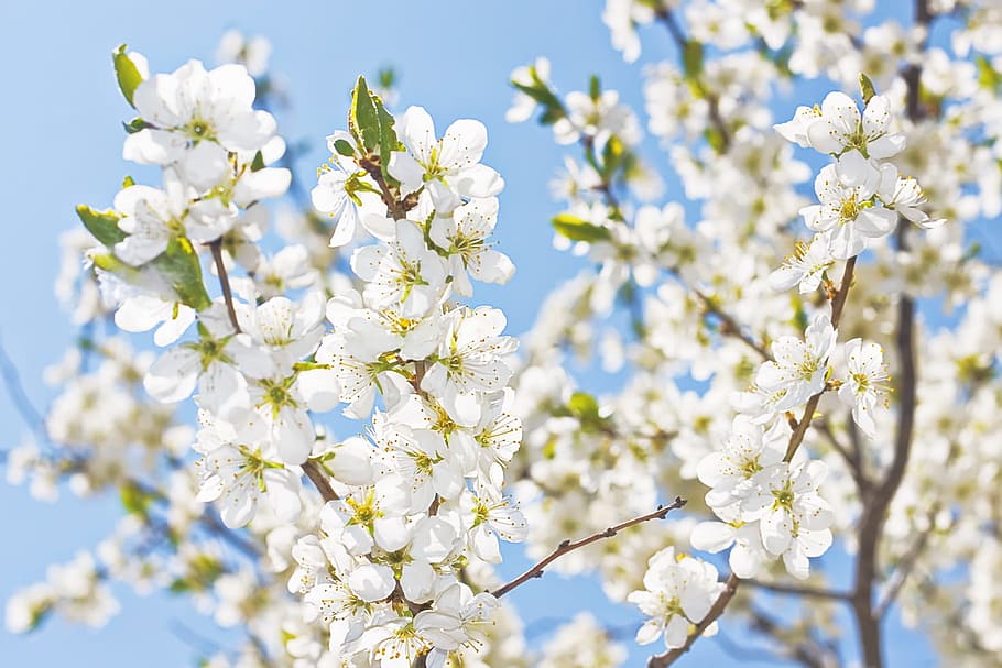 background, beautiful, closeup, flower, garden, nature, nobody HD wallpaper