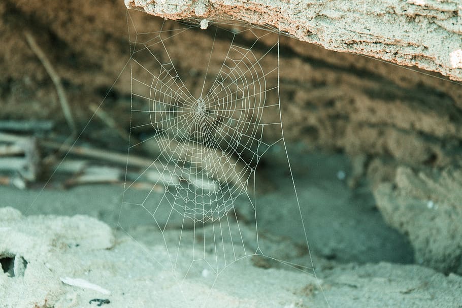 web, beach, sea, puglia, spider web, fragility, close-up, focus on foreground HD wallpaper