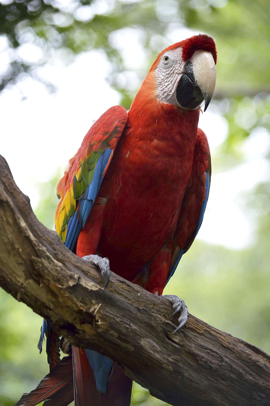 macaw, parrot, ave, nature, plumage, bird, animal, jungle, zoo HD wallpaper
