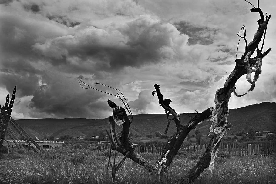 china, lijiang, tree, winter, black and white, cloud - sky HD wallpaper