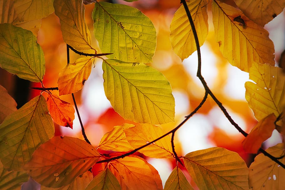 leaves, beech, autumn, mood, fall color, bright, atmospheric HD wallpaper