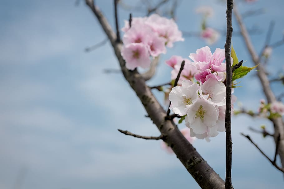 taiwan, yilan county, cherry blossom, flower, tree, flowering plant, HD wallpaper