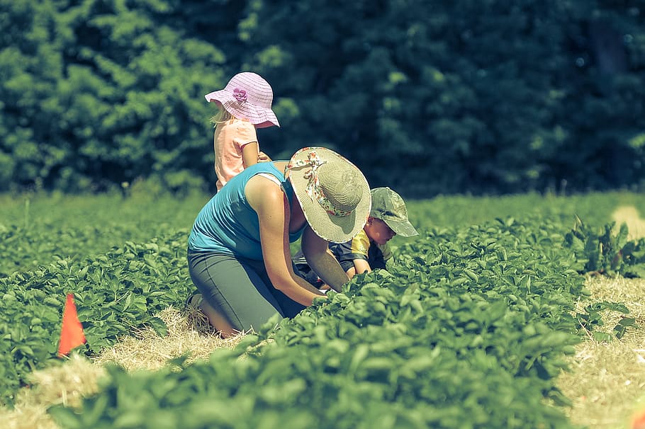 team work, hat, sunny day, working, farm, sun hat, harvest HD wallpaper
