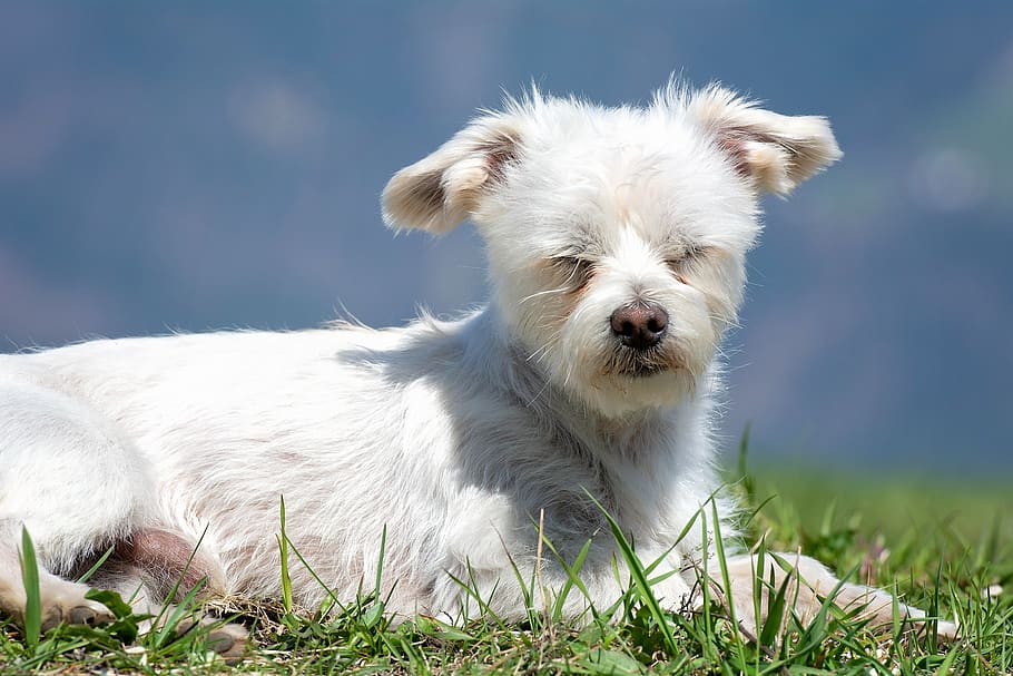 dog, white, lying, out, meadow, grass, small dog, hybrid, animal HD wallpaper