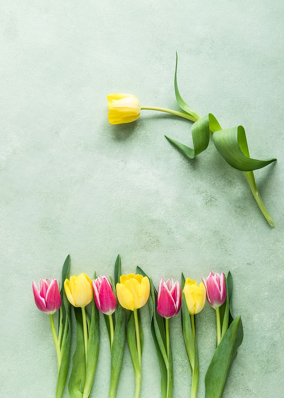 pink and yellow tulip flowers on teal surface, flowering plant