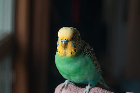green and yellow parakeet perched on bar, bird, animal, parrot HD wallpaper
