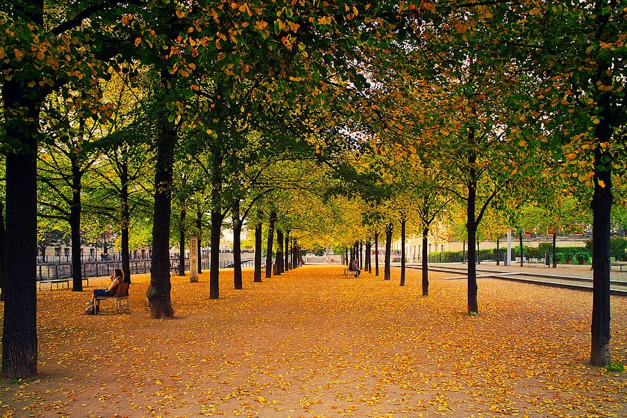 city, park, autumn, fall, leaves, trees, row, benches, parkbench, HD wallpaper