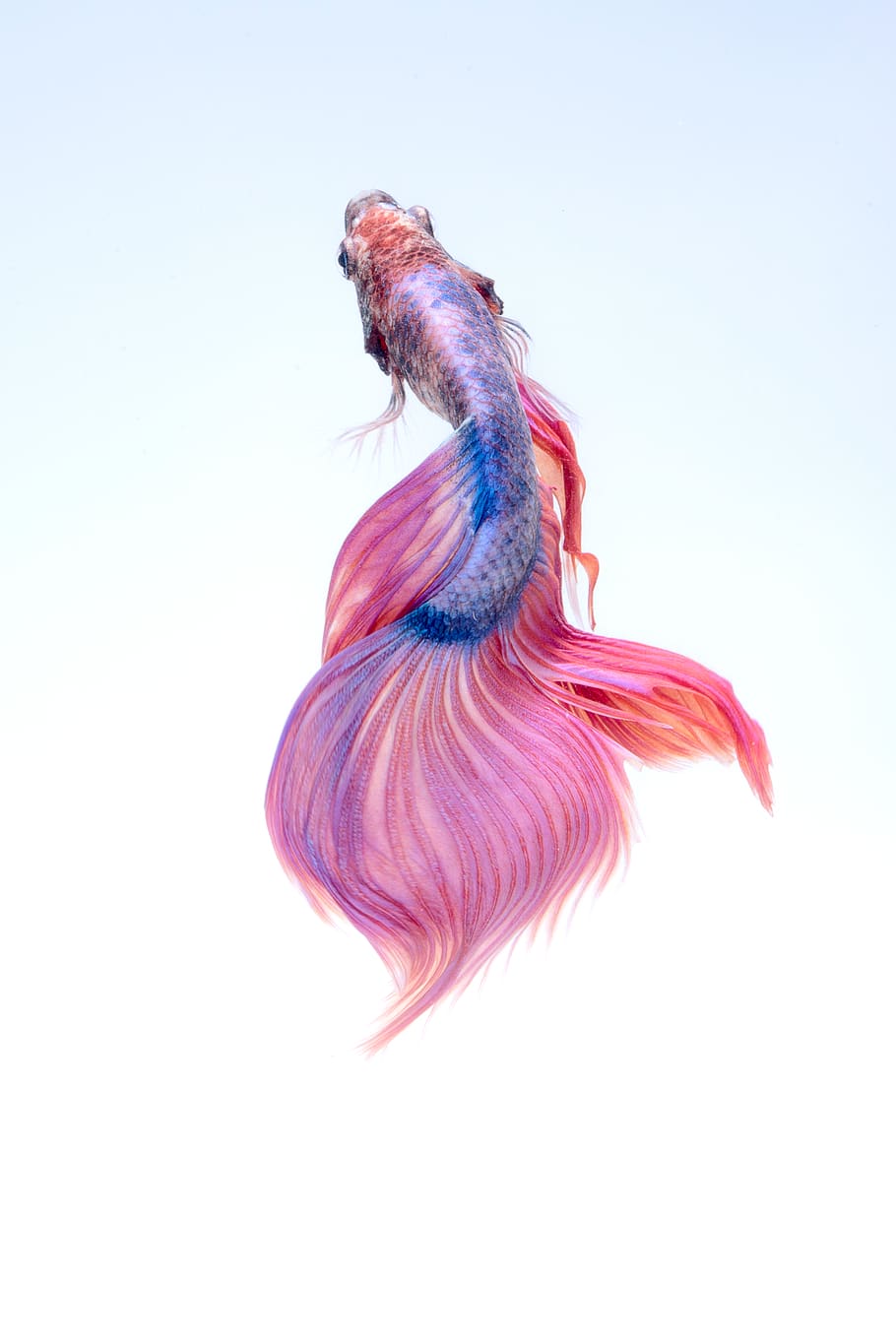 fish, underwater, red, betta, aquarium, colorful, animal themes HD wallpaper