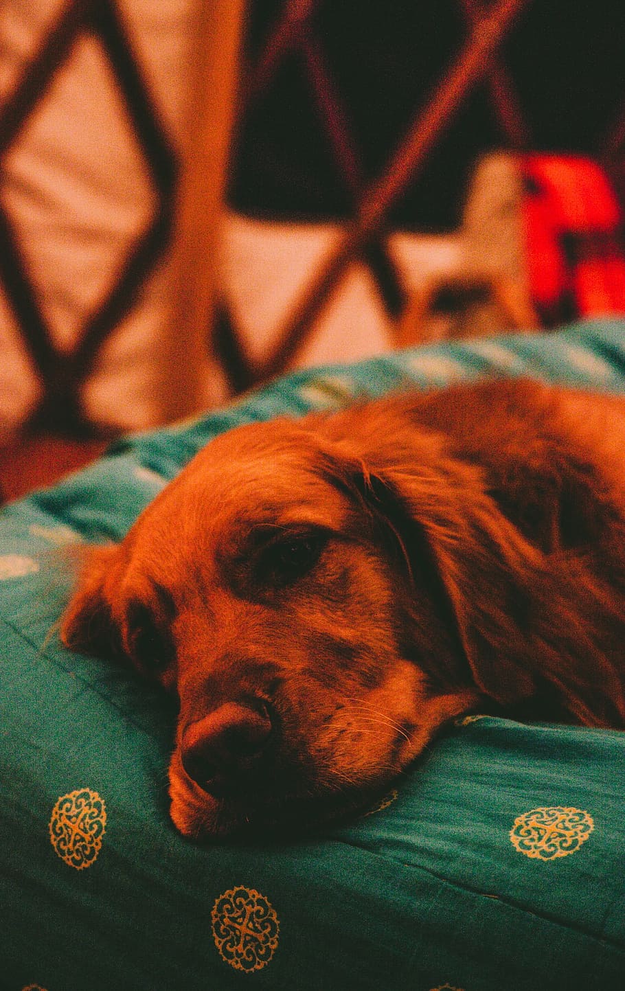 retriever, dog, sleeping, bed, happy, tired, animal, pet, window HD wallpaper