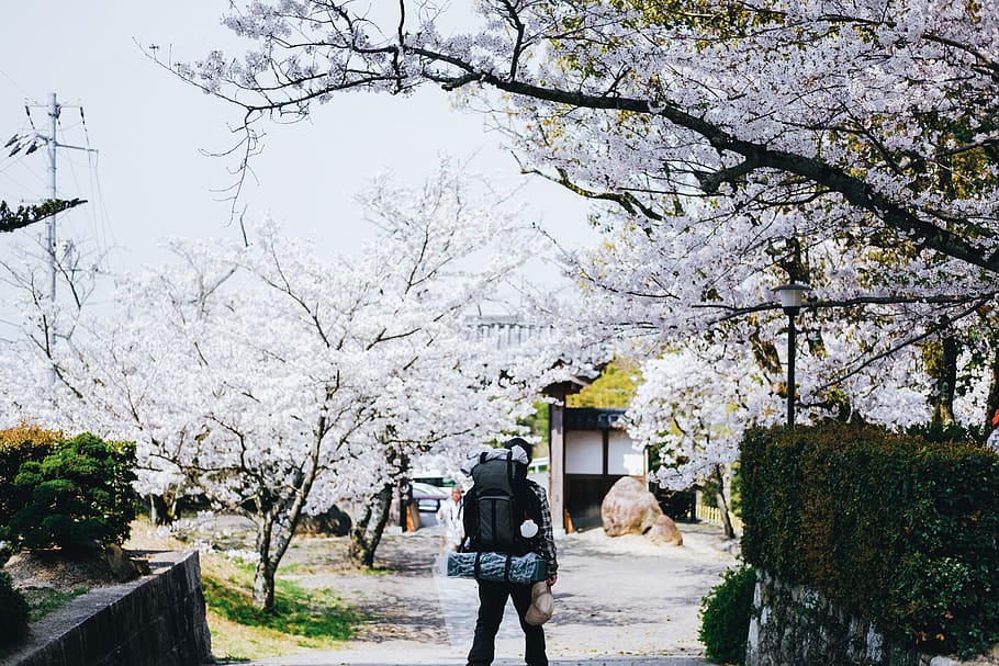 man in black jacket, plant, person, human, flower, blossom, outdoors HD wallpaper