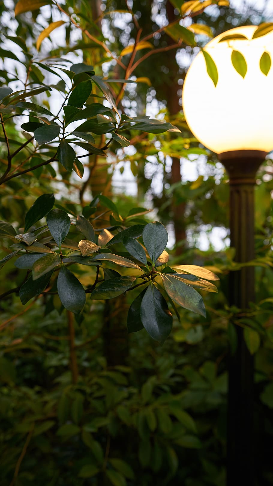 lamp post, plant, flower, blossom, musical instrument, lute