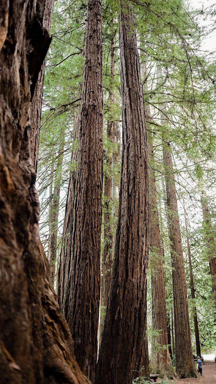 green leafed trees during daytime, plant, tree trunk, forest HD wallpaper