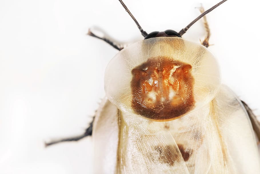 beetle, fly, bug, wings, white, close-up, animal, one animal HD wallpaper