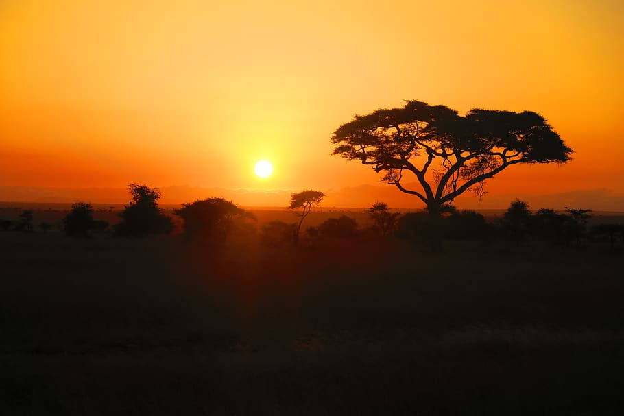 green leafed tree during golden hour, sunset, plant, silhouette HD wallpaper