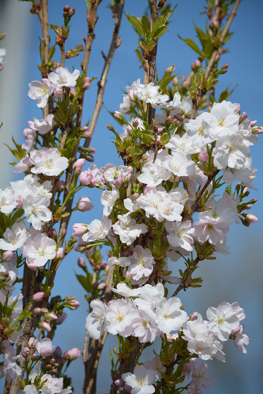 blossom, bloom, spring, flowers, nature, petals, white, flowering plant HD wallpaper