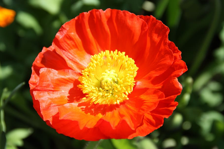 flower, spring, blossom, bloom, nature, close up, plant, season HD wallpaper