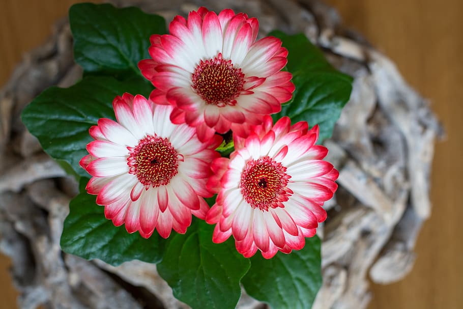 flowers, gerbera, pink, white, plant, close up, flowering plant HD wallpaper