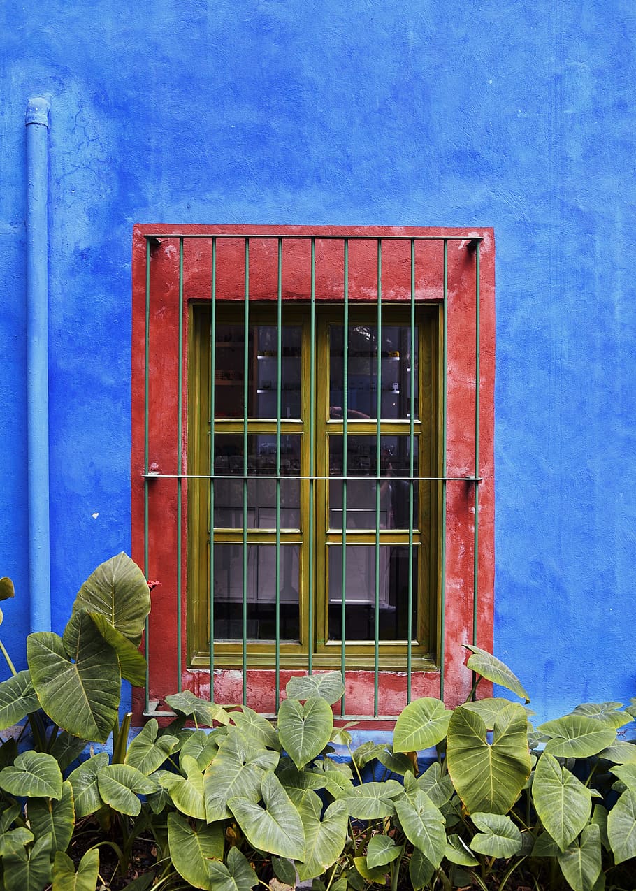 closed yellow window, blue, plant part, leaf, building exterior HD wallpaper
