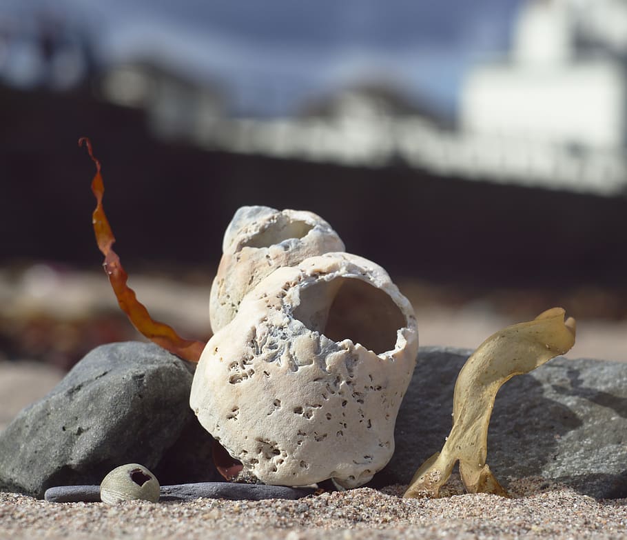 seashell, focus on foreground, close-up, no people, day, nature HD wallpaper