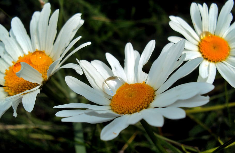 spring, flowers, weather drops, nature, rain, leaf, raindrop HD wallpaper