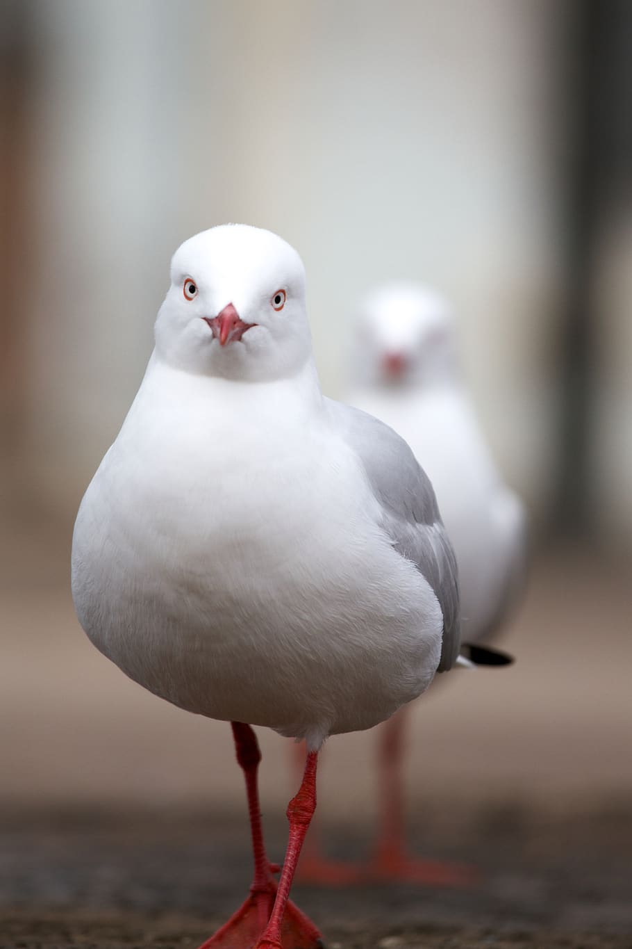 white and gray bird, vertebrate, one animal, animal wildlife HD wallpaper