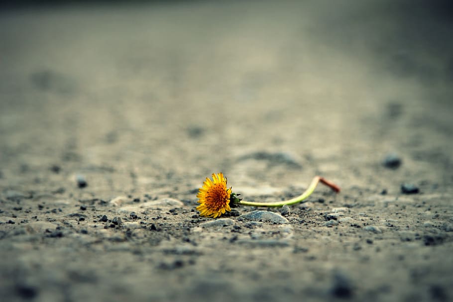 Close-up of Flower on Sand, bloom, blossom, flora, ground, plant HD wallpaper