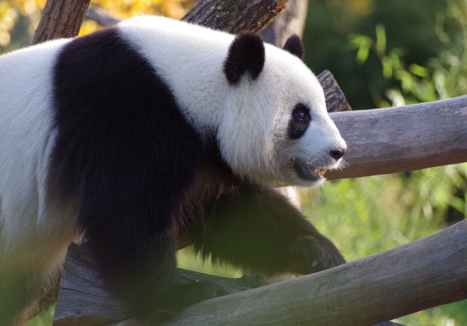 panda, large panda bear, china, bamboo, zoo, fur, endangered HD wallpaper