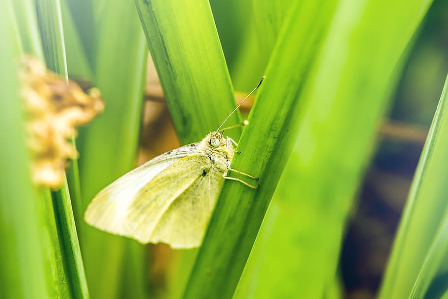white butterfly on green leaf, invertebrate, animal, insect, plant HD wallpaper